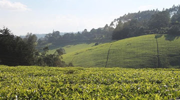 kiambethu-tea-farm