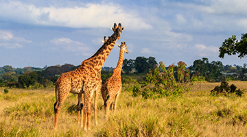 Ngorongoro-Conservation-Area-01-1