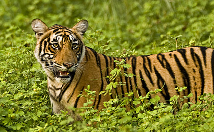 ranthambore01
