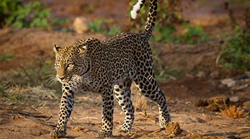 samburu-national-reserve-01-iti