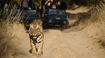 tiger-safari-06