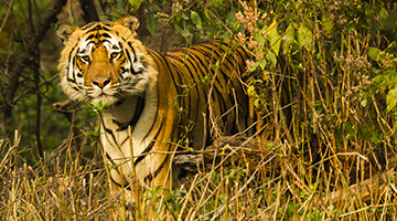 tiger-trails-of-india-12