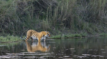 tigers-of-ranthambore-04-05