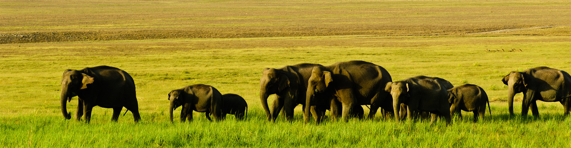 Wildlife and Adventure