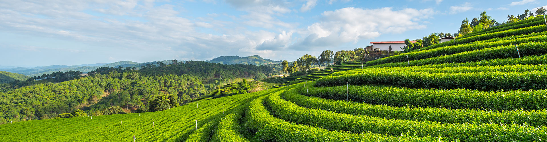 darjeeling