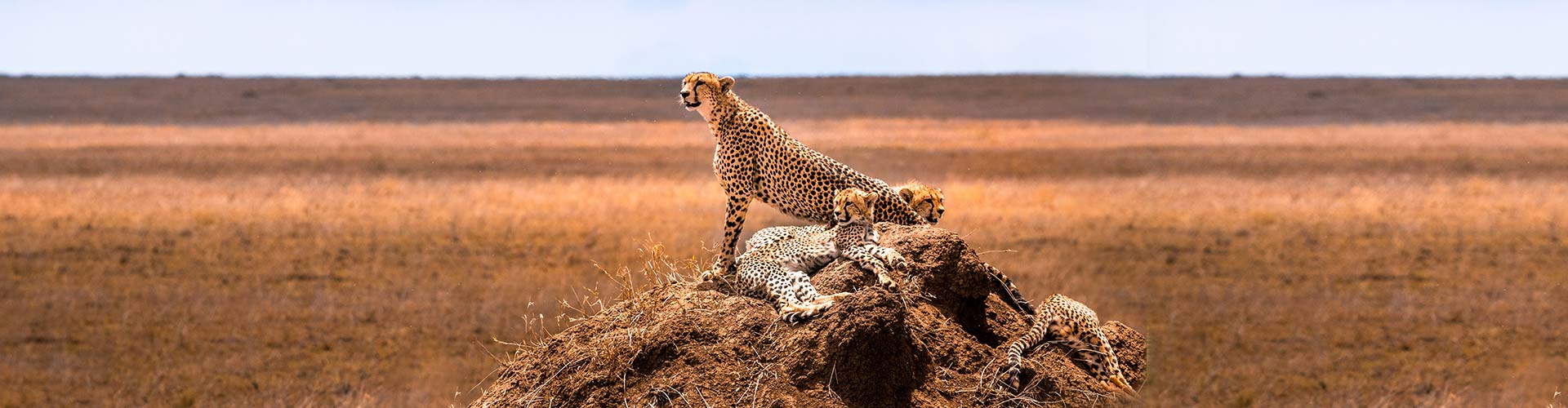 serengeti-national-park-st-tanfal-banner